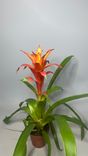 Фото флориста 1: Бромелия