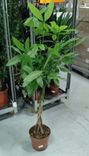 Фото флориста 1: Пахира