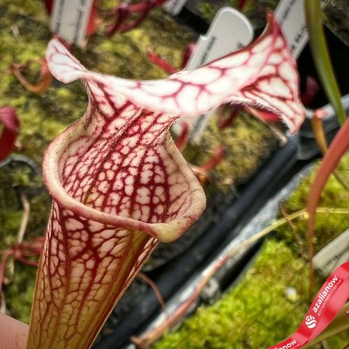 Фото 4: Саррацения Лия Уилкерсон x Маленький Гигант