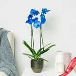 Маленькое фото 3: Орхидея голубая