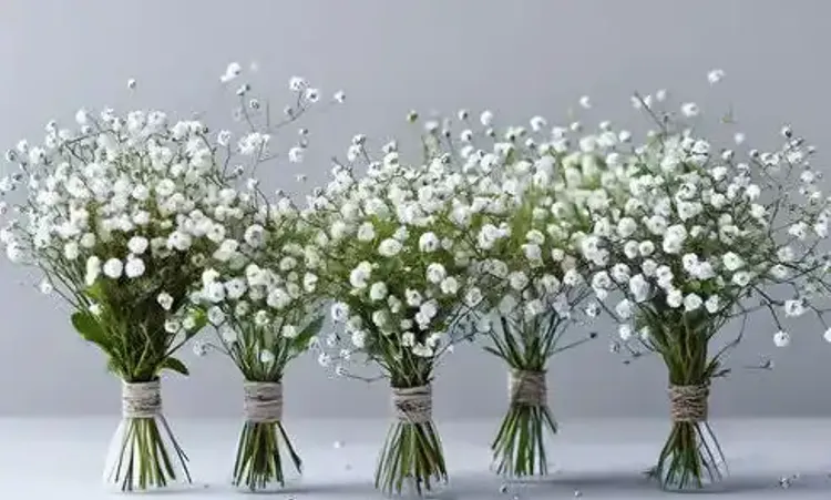 Нежные цветы гипсофилы 