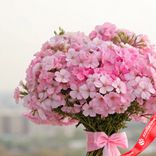 Маленькое фото 2: Букет из 35 розовых флоксов с розовой лентой