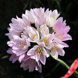 Маленькое фото 2: Аллиум Смол Розеум (Small Roseum)