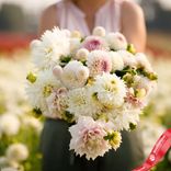Маленькое фото 1: Георгин Романтик Микс (Romantic Mix)