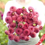 Маленькое фото 1: Георгин Помпон Бурлеск (Pompon Burlesca)