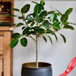 Маленькое фото 5: Фикус Бенгальский Одри S