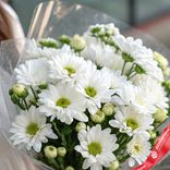 Маленькое фото 2: Букет из 9 белых кустовых хризантем в пленке, Ромашка, Голландия