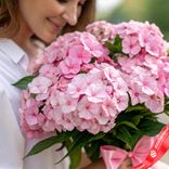 Маленькое фото 2: Букет из 15 розовых флоксов с розовой лентой