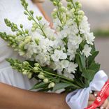 Маленькое фото 2: Букет из 7 белых дельфиниумов с белой лентой