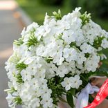 Маленькое фото 2: Букет из 45 белых флоксов с белой лентой