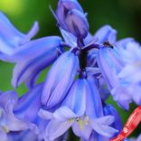 Маленькое фото 3: Гиацинт Блю Вуд (Blue Wood)