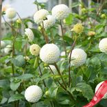 Маленькое фото 1: Георгин Мини Помпон Смол Ворлд (Mini Pompon Small World)