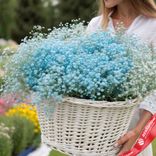 Маленькое фото 1: Букет из 25 голубых гипсофил в корзине