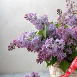 Маленькое фото 2: Корзина с сиренью S