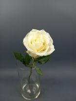 Фото флориста 1: Роза белая, Кения, 40см