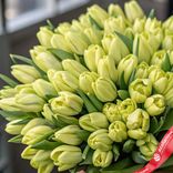 Маленькое фото 2: Букет из 50 зеленых тюльпанов, Россия