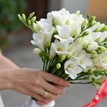 Маленькое фото 2: Букет из 21 белой фрезии с белой лентой