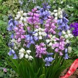 Маленькое фото 1: Гиацинт Вуд Микс (Wood Hyacinth Mix)