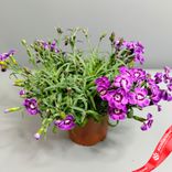Маленькое фото 1: Гвоздика «Микс» для высадки в грунт, D9 см