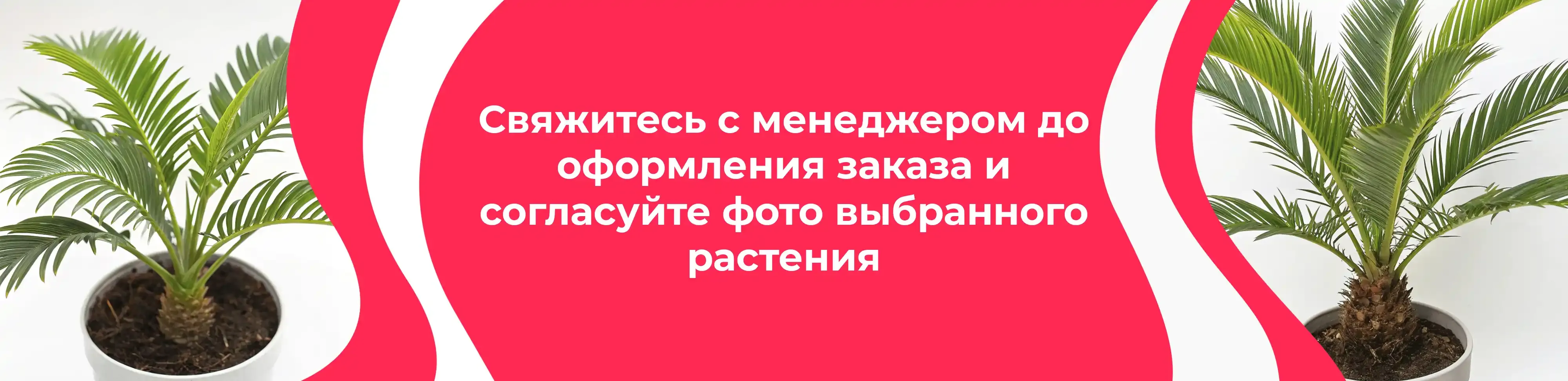 Баннер для рубрики: Пальмы