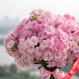Маленькое фото 2: Букет из 19 розовых флоксов с розовой лентой