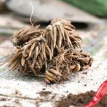 Маленькое фото 5: Луковицы ранункулюса «Свадебный микс»