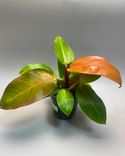 Фото флориста 1: Филодендрон Розовая принцесса