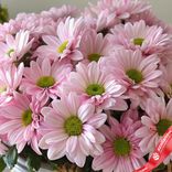 Маленькое фото 3: Букет из 35 хризантем кустовых розовых в корзине, Ромашка, Голландия