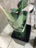 Фото флориста 1: Монстера Делициоза