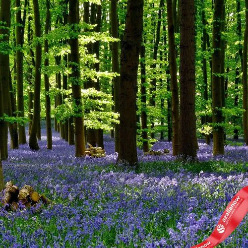 Фото 2: Гиацинт Блю Вуд (Blue Wood)