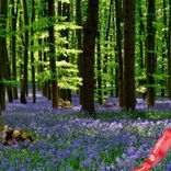 Маленькое фото 2: Гиацинт Блю Вуд (Blue Wood)