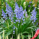 Маленькое фото 1: Гиацинт Блю Вуд (Blue Wood)