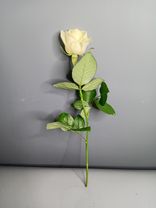 Фото флориста 6: Роза белая, Россия, 40см