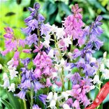 Маленькое фото 3: Гиацинт Вуд Микс (Wood Hyacinth Mix)