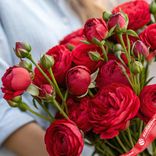 Маленькое фото 2: Букет из 7 кустовых пионовидных красных роз, Голландия
