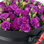 Маленькое фото 3: Букет из 35 фиолетовых гвоздик с зеленью в черной коробке