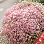 Маленькое фото 2: Букет из 51 розовой гипсофилы в корзине