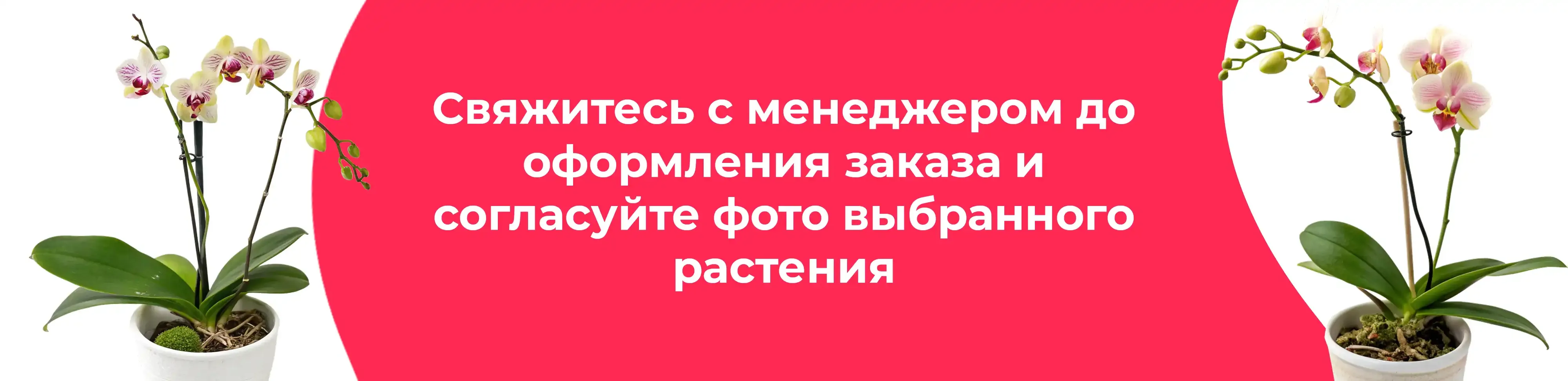 Баннер для рубрики: Фаленопсисы мини