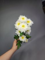 Фото флориста 4: 1 белая кустовая хризантема