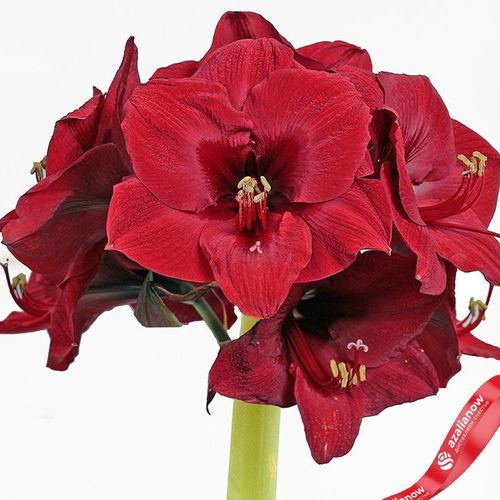 Фото 2: Амариллис Рэд Вакс и Ред Блумс (Red Wax with Red Blooms)