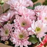 Маленькое фото 3: Букет из 9 хризантем кустовых розовых с зеленью в крафте, Голландия