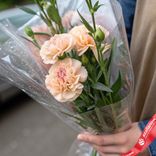 Маленькое фото 1: Букет из 3 бежевых гвоздик с зеленью в пленке, Диантус, Голландия