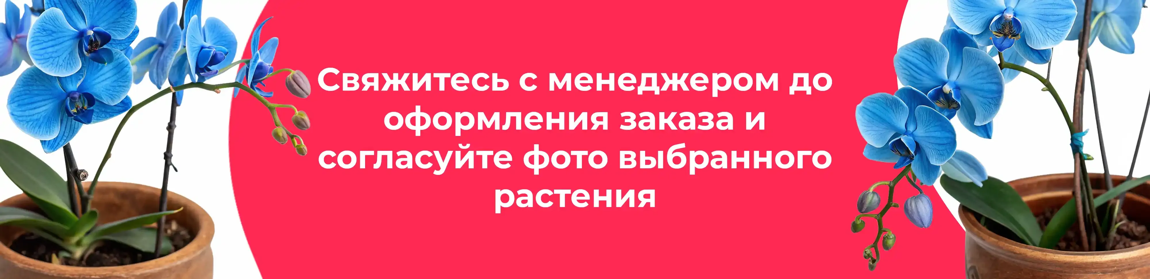 Баннер для рубрики: Голубые орхидеи