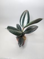 Фото флориста 1: Фикус Эластика Бургунди