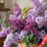 Маленькое фото 2: Корзина с сиренью L