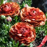 Маленькое фото 2: Луковицы ранункулюса «Кафе»