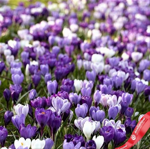 Фото 2: Крокус Лардж Флауринг Блю Мун Микс (Large Flowering Blue Moon Mix)