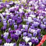 Маленькое фото 2: Крокус Лардж Флауринг Блю Мун Микс (Large Flowering Blue Moon Mix)