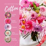 Маленькое фото 4: Георгин Коттон Кэнди Микс (Cotton Candy Mix)