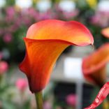 Маленькое фото 2: Калла Флэйм (Flame)